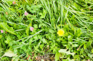 Edward's Lawn & Landscaping Weed Control Services in Gambrills, MD