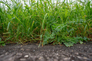 Edward's Lawn & Landscaping Weed Control Services in Towson, MD