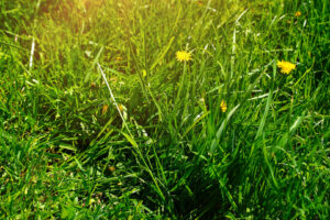 Edward's Lawn & Landscaping Weed Control Services in Arnold, MD