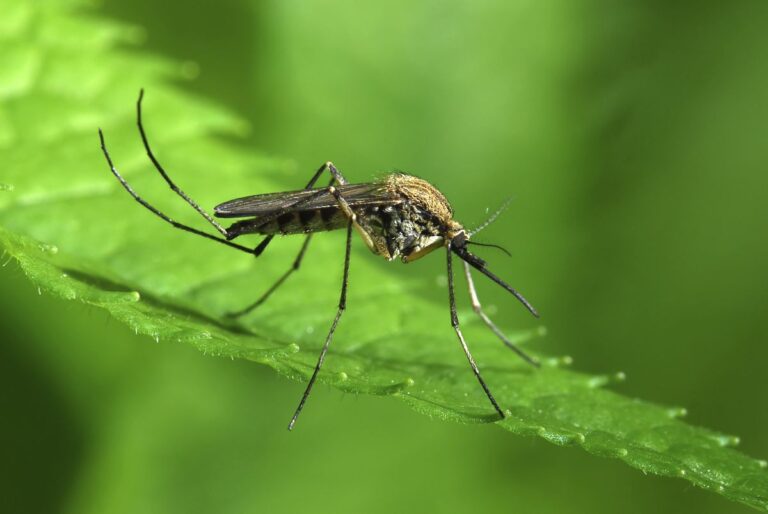 Edward's Lawn & Landscaping Professional Mosquito Control