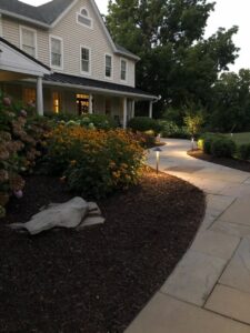 Edward's Lawn & Landscaping Native Plants That Thrive in Maryland Yards