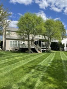Edward's Lawn & Landscaping Tree Pruning Important