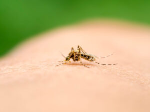 Edward's Lawn & Landscaping Mosquito & Tick Control in Columbia, MD