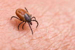 Edward's Lawn & Landscaping Mosquito & Tick Control in Cooksville, MD