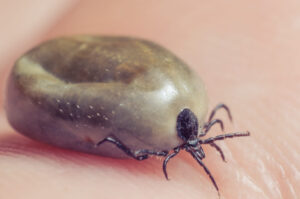 Edward's Lawn & Landscaping Mosquito & Tick Control in Highland, MD