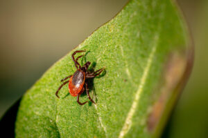 Edward's Lawn & Landscaping Mosquito and Tick Control in Catonsville, MD