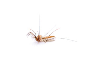 Edward's Lawn & Landscaping Mosquito and Tick Control in Clarksville, MD