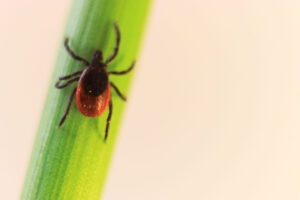 Edward's Lawn & Landscaping Mosquito and Tick Control in Dayton, MD