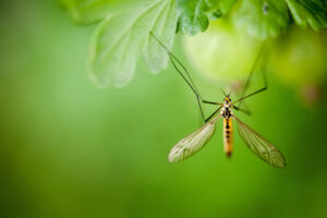 Edward's Lawn & Landscaping Mosquito and Tick Control in Fulton, MD