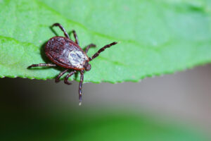 Edward's Lawn & Landscaping Mosquito and Tick Control in Glenwood, MD