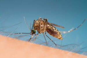 Edward's Lawn & Landscaping Mosquito and Tick Control in Laurel, MD
