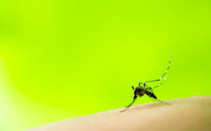 Edward's Lawn & Landscaping Mosquito and Tick Control in Sykesville, MD
