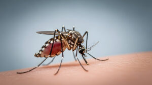 Edward's Lawn & Landscaping Mosquito and Tick Control in West Friendship, MD