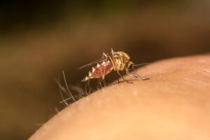 Edward's Lawn & Landscaping Mosquito and Tick Control in Brookeville, MD
