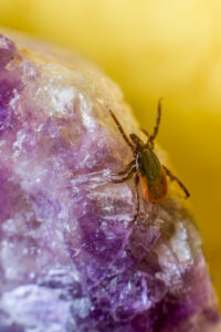 Edward's Lawn & Landscaping Mosquito and Tick Control in Crownsville, MD