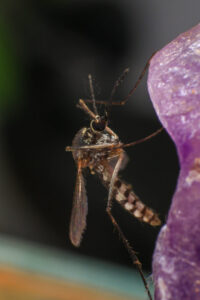 Edward's Lawn & Landscaping Mosquito and Tick Control in Davidsonville, MD