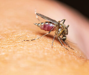 Edward's Lawn & Landscaping Mosquito and Tick Control in Marriottsville, MD